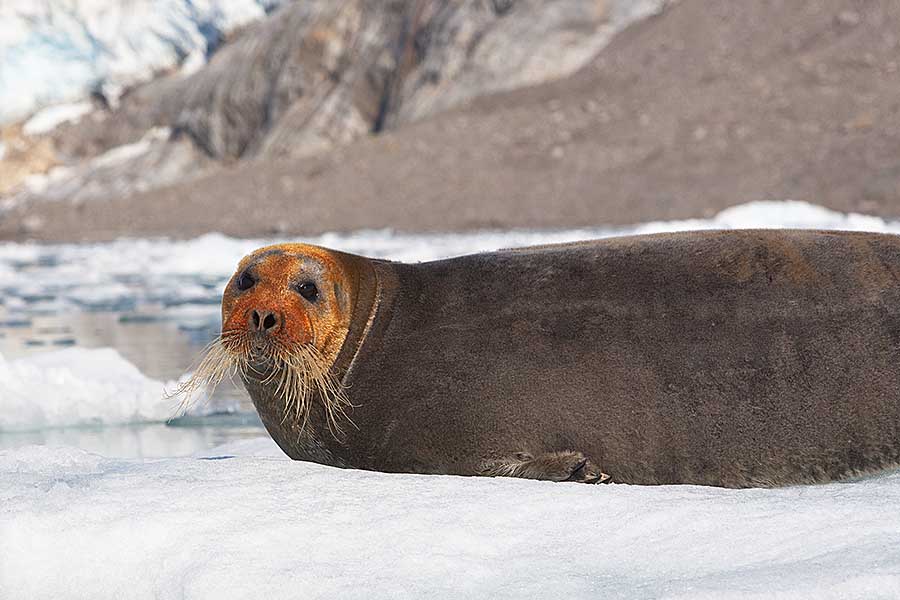 Bearded Seal (Erignathus barbatus)