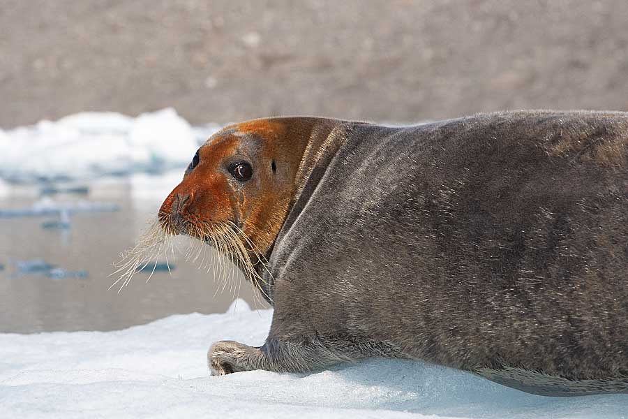 Bearded Seal (Erignathus barbatus)