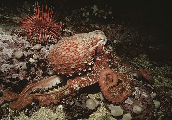 Giant North Pacific Octopus (Enteroctopus dofleini)