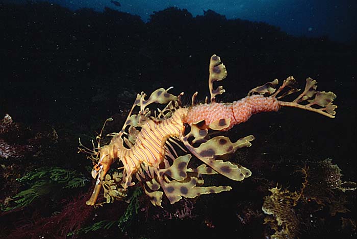 Leafy Seadragon (Phycodurus eques)