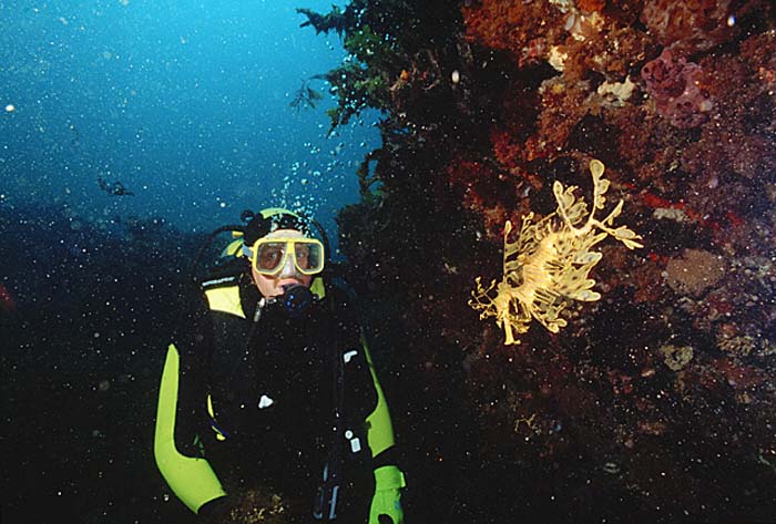 Leafy Seadragon (Phycodurus eques)