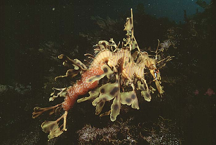 Leafy Seadragon (Phycodurus eques)