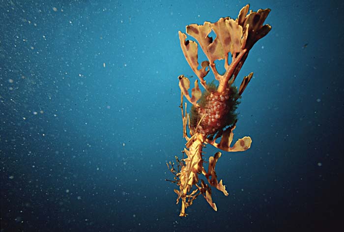 Leafy Seadragon (Phycodurus eques)