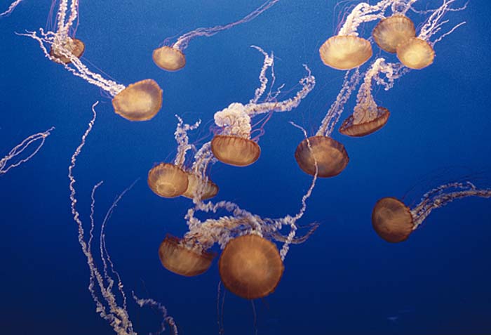 Sea Jellies (Scyphozoa)