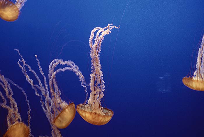 Sea Jellies (Scyphozoa)