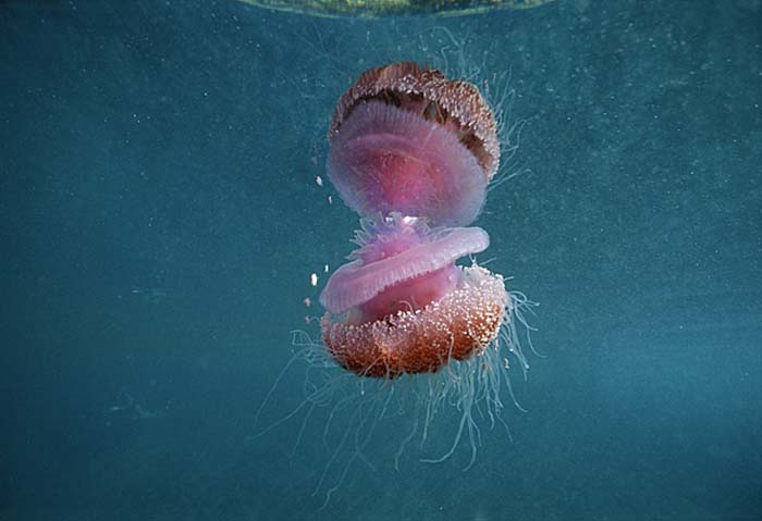 Sea Jellies (Scyphozoa)