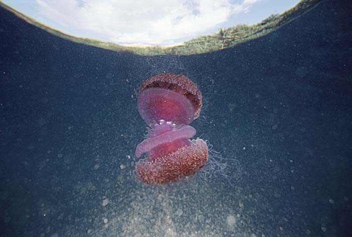 Sea Jellies (Scyphozoa)