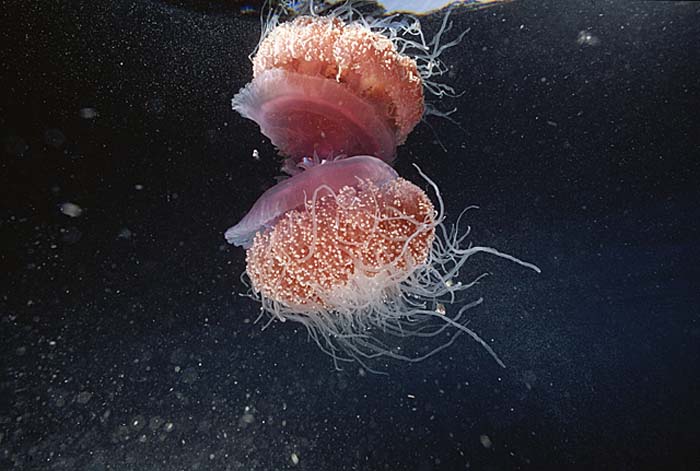 Sea Jellies (Scyphozoa)