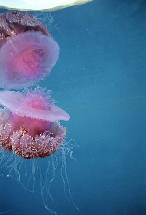 Sea Jellies (Scyphozoa)