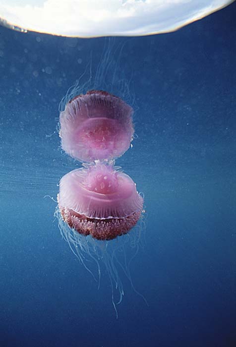 Sea Jellies (Scyphozoa)