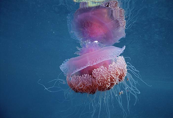 Sea Jellies (Scyphozoa)