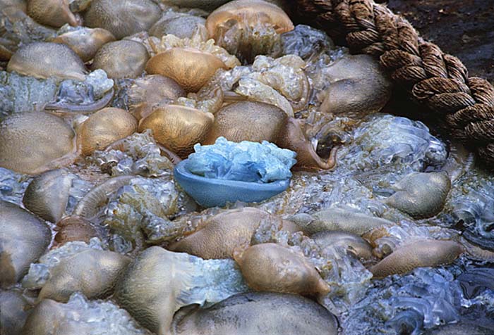 Sea Jellies (Scyphozoa)