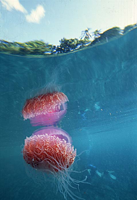 Sea Jellies (Scyphozoa)