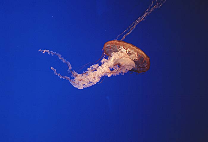 Sea Jellies (Scyphozoa)