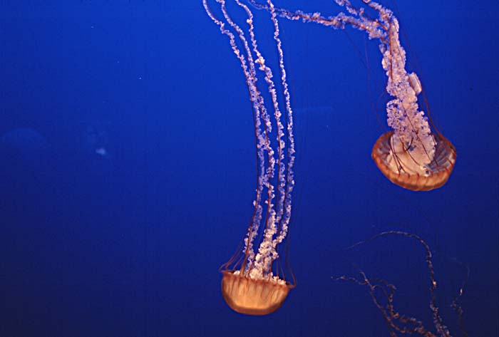 Sea Jellies (Scyphozoa)