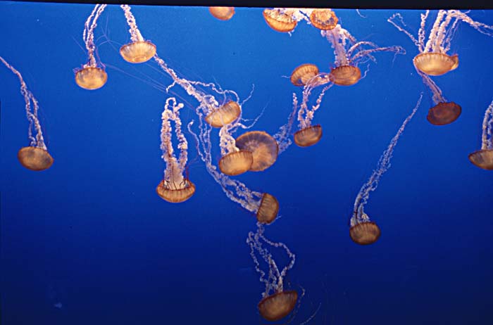 Sea Jellies (Scyphozoa)