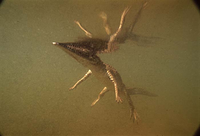 Freshwater Crocodile (Crocodylus johnstoni)