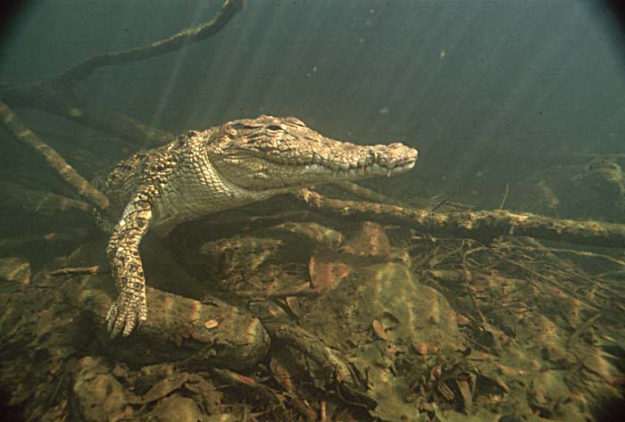 Saltwater Crocodile (Crocodylus porosus)