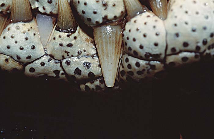 Saltwater Crocodile (Crocodylus porosus)