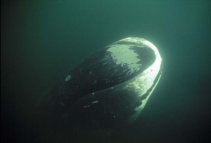 Bowhead Whale (Balaena mysticetus)