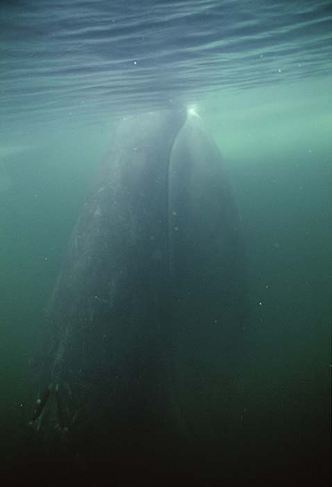 Bowhead Whale (Balaena mysticetus)