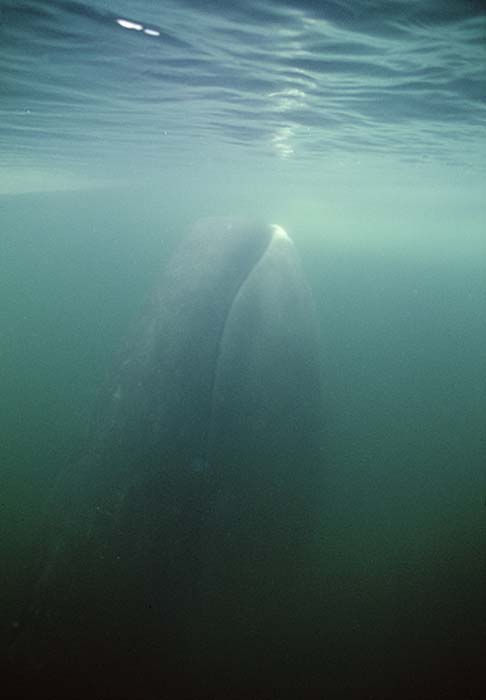 Bowhead Whale (Balaena mysticetus)