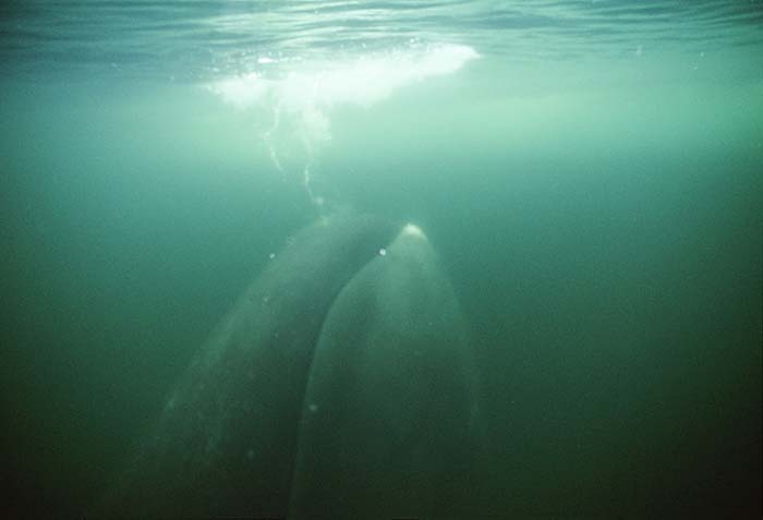 Bowhead Whale (Balaena mysticetus)