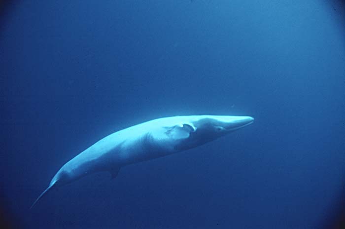 Minke Whale (Balaenoptera acutorostrata)