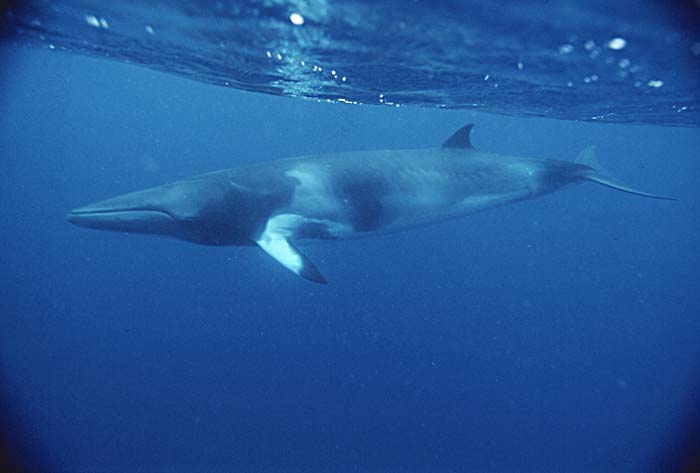 Minke Whale (Balaenoptera acutorostrata)