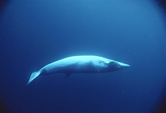 Minke Whale (Balaenoptera acutorostrata)