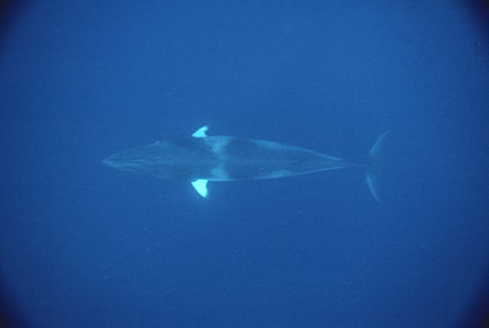 Minke Whale (Balaenoptera acutorostrata)