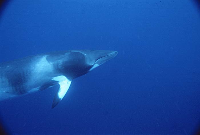 Minke Whale (Balaenoptera acutorostrata)