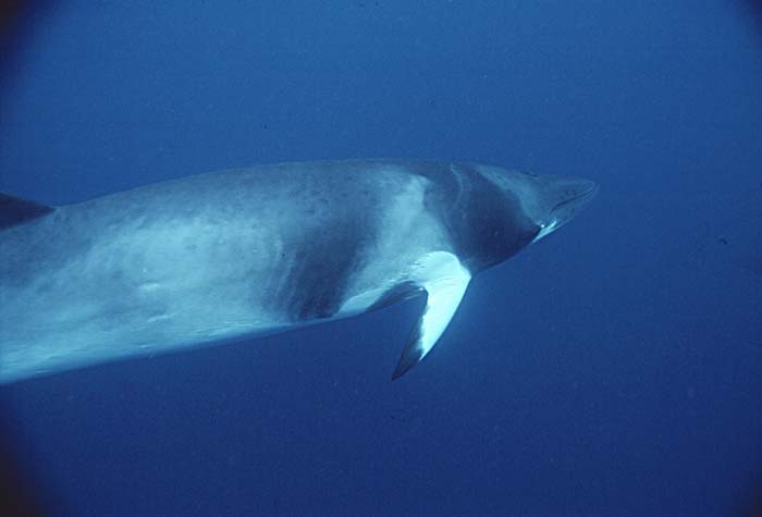 Minke Whale (Balaenoptera acutorostrata)