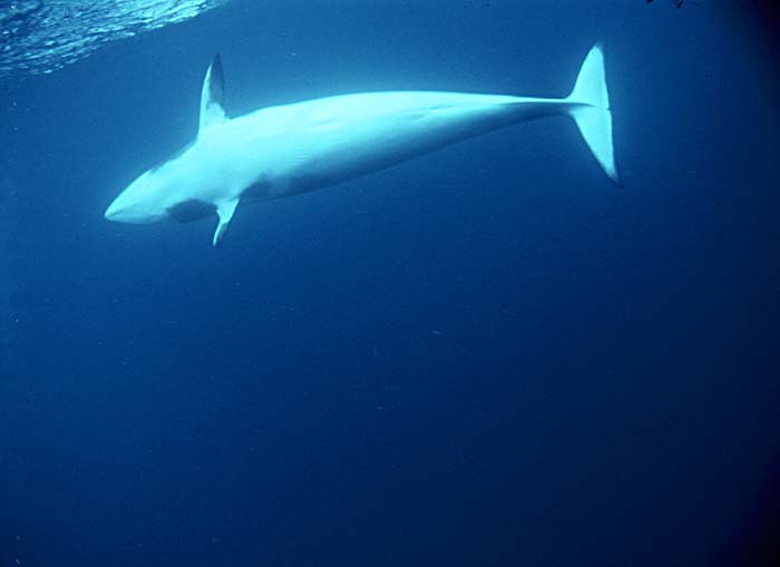 Minke Whale (Balaenoptera acutorostrata)