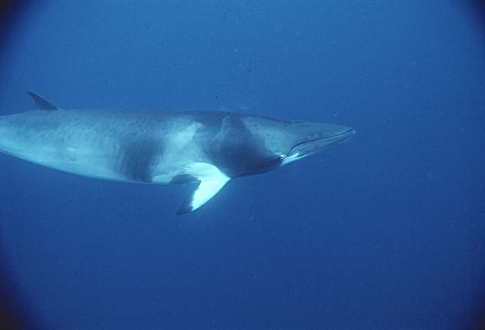 Minke Whale (Balaenoptera acutorostrata)