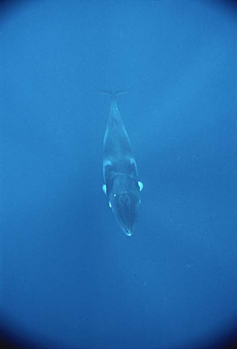 Minke Whale (Balaenoptera acutorostrata)