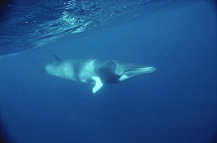 Minke Whale (Balaenoptera acutorostrata)