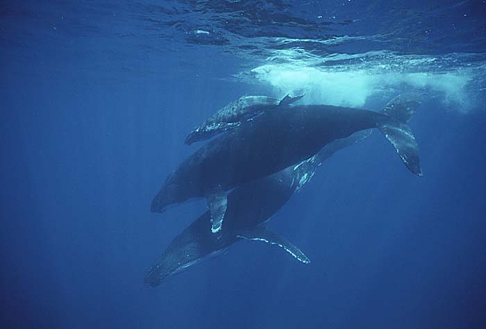 Humpback Whale (Megaptera novaeangliae)