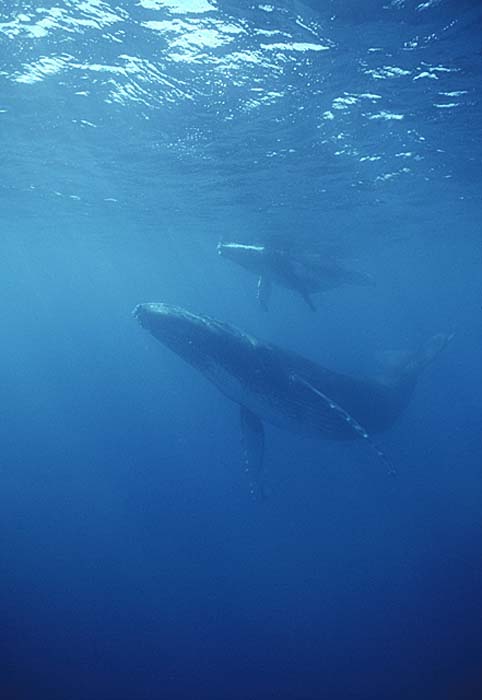 Humpback Whale (Megaptera novaeangliae)