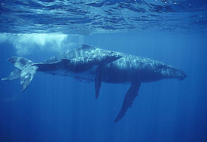 Humpback Whale (Megaptera novaeangliae)