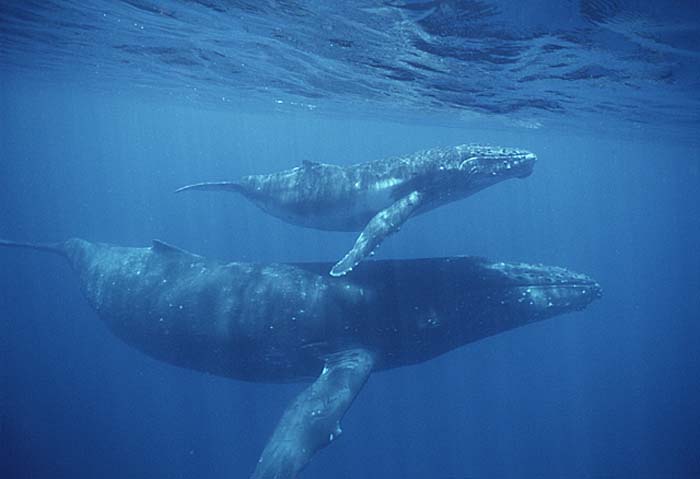 Humpback Whale (Megaptera novaeangliae)