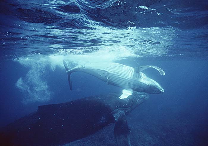 Humpback Whale (Megaptera novaeangliae)