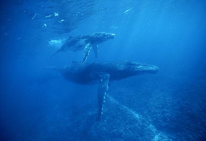 Humpback Whale (Megaptera novaeangliae)