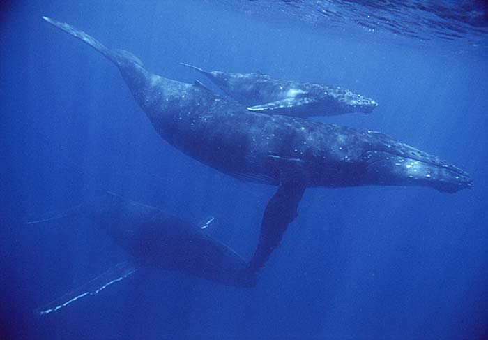 Humpback Whale (Megaptera novaeangliae)