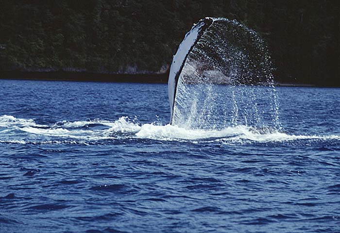 Humpback Whale (Megaptera novaeangliae)