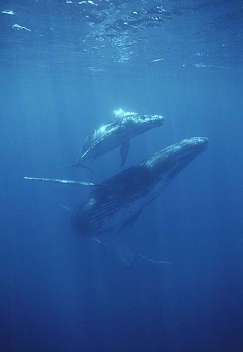 Humpback Whale (Megaptera novaeangliae)