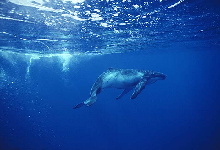 Humpback Whale (Megaptera novaeangliae)