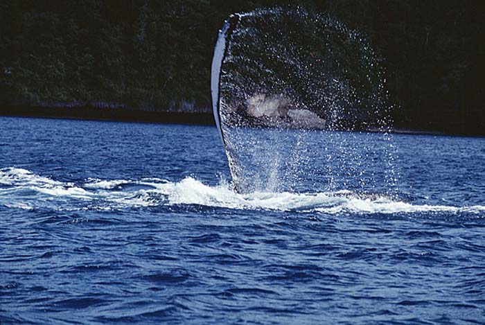 Humpback Whale (Megaptera novaeangliae)