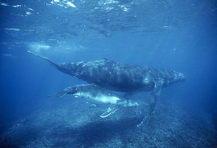 Humpback Whale (Megaptera novaeangliae)