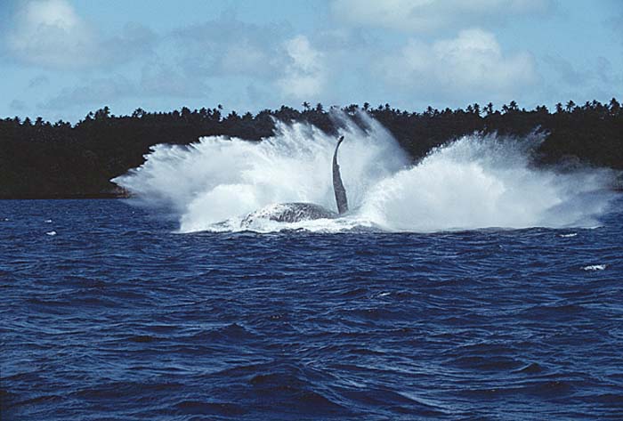 Humpback Whale (Megaptera novaeangliae)